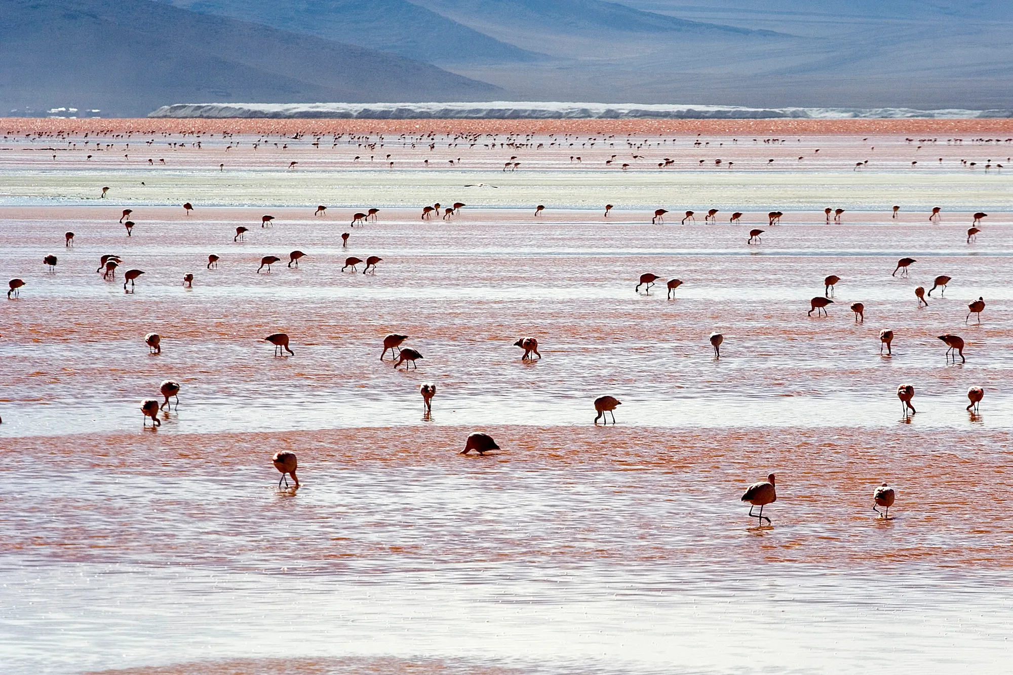 Laguna Colorada